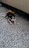 Сибирско хъски | Кучета  - Сливен - image 2