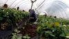 Работници за Ферма в Англия и Шотландия | Работа в Чужбина  - София-град - image 1
