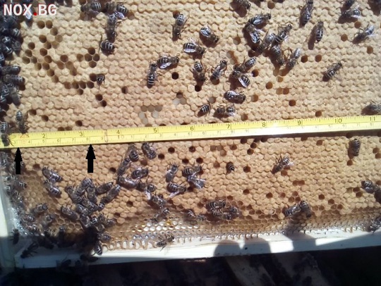 Пчелни пластмасови основи с килийки 4,9 мм. | Услуги | Бургас