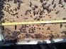 Пчелни пластмасови основи с килийки 4,9 мм. | Услуги  - Бургас - image 0