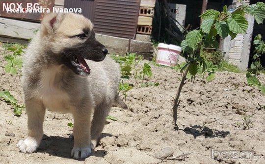 Продавам пясъчен турски кангал | Кучета | София