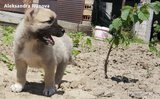 Продавам пясъчен турски кангал-Кучета