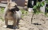 Продавам пясъчен турски кангал | Кучета  - София - image 0