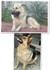 Немски овчарки | Кучета  - Сливен - image 3