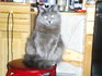 Продавам котета от порода НИБЕЛУНГ | Котки  - София-град - image 6