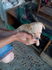 Пинчери | Кучета  - Велико Търново - image 3