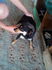 Пинчери | Кучета  - Велико Търново - image 4