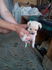 Пинчери | Кучета  - Велико Търново - image 2