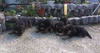 Продавам Елитни Немски овчарки | Кучета  - Ямбол - image 2