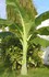 Продавам бананови палми и семена различни видове | Дом и Градина  - Бургас - image 1