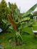 Продавам бананови палми и семена различни видове | Дом и Градина  - Бургас - image 5