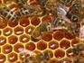 Продавам кошери и пчелни семейства | Паяци и Насекоми  - Враца - image 0