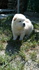 Кученца Чау Чау | Кучета  - Ямбол - image 3