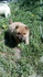 Кученца Чау Чау | Кучета  - Ямбол - image 6