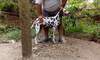 Продавам женски далматин | Кучета  - Русе - image 1