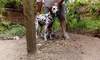 Продавам женски далматин | Кучета  - Русе - image 2