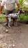 Продавам женски далматин | Кучета  - Русе - image 3