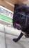 Френски Булдог | Кучета  - Монтана - image 0