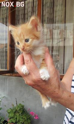 Подарявам котенца - Варна | Котки | Варна