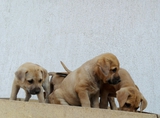 Продавам кученца Японска тоса с Дог де Бордо-Кучета