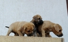 Продавам кученца Японска тоса с Дог де Бордо | Кучета  - Стара Загора - image 4