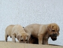 Продавам кученца Японска тоса с Дог де Бордо | Кучета  - Стара Загора - image 3