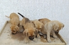 Продавам кученца Японска тоса с Дог де Бордо | Кучета  - Стара Загора - image 7