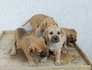 Продавам кученца Японска тоса с Дог де Бордо | Кучета  - Стара Загора - image 5