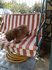 Лагото Романьоло - Кучета за трюфели | Кучета  - Търговище - image 6