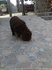 Лагото Романьоло - Кучета за трюфели | Кучета  - Търговище - image 1