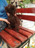 Лагото Романьоло - Кучета за трюфели | Кучета  - Търговище - image 2