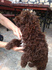 Лагото Романьоло - Кучета за трюфели | Кучета  - Търговище - image 4