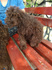 Лагото Романьоло - Кучета за трюфели | Кучета  - Търговище - image 3