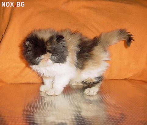 Продавам трицветно и бялo - персийски котета | Котки | София-град