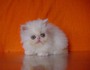 Продавам трицветно и бялo - персийски котета | Котки  - София-град - image 3
