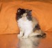 Продавам трицветно и бялo - персийски котета | Котки  - София-град - image 1