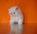 Продавам трицветно и бялo - персийски котета | Котки  - София-град - image 2