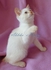 Продаваме котенца от Уникални и изключително ценни породи! | Котки  - София-град - image 3