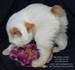 Продаваме котенца от Уникални и изключително ценни породи! | Котки  - София-град - image 6