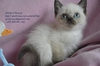 Продаваме Шотландски и Британски породисти котенца - Изгодно | Котки  - София-град - image 1