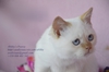 Продаваме Шотландски и Британски породисти котенца - Изгодно | Котки  - София-град - image 0