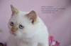 Продаваме Шотландски и Британски породисти котенца - Изгодно | Котки  - София-град - image 3