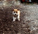 Американски стафордшир териер | Кучета  - Търговище - image 3