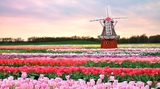 До Белгия и Холандия - Аромат на шоколад и ухание на лалета-В чужбина