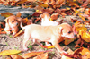 Пинчери | Кучета  - Пазарджик - image 1