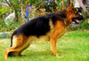 Продава се Немска Овчарка Женска | Кучета  - Русе - image 1