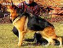 Продава се Немска Овчарка Женска | Кучета  - Русе - image 2