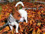 Джак ръсел | Кучета  - Пазарджик - image 1