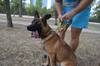 Подарява Куче на 8 – 9 месеца | Кучета  - София-град - image 1