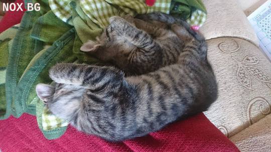 Подарявам две котета | Котки | София-град